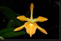 Brassocattleya Daffodil * Rodrigo Remolina 
 * Rodrigo Remolina 
